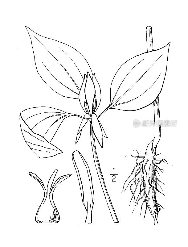 古植物学植物插图:Trillium recurvatum, Praire守灵知更鸟